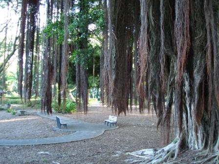Liliuokalani Park Banyon tree in Hilo, Hawaii